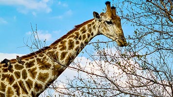 Collo di una giraffa al Kruger
